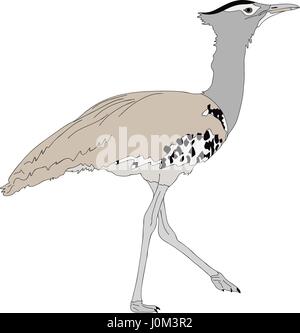 Ritratto di un selvaggio kori bustard Illustrazione Vettoriale