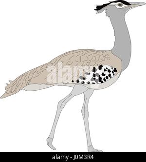 Ritratto di un selvaggio kori bustard Illustrazione Vettoriale