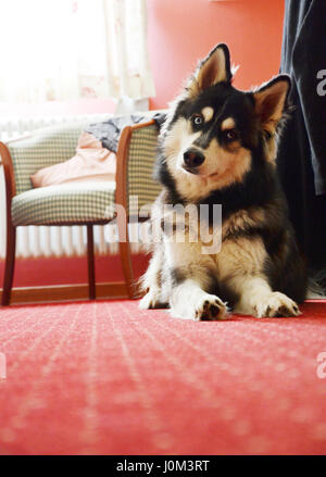 Husky in un hotel, inclinando la testa Foto Stock