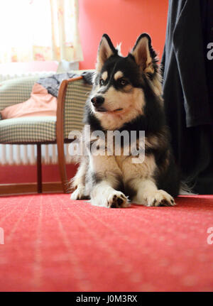 Husky in un hotel tedesco con tappeto rosso Foto Stock