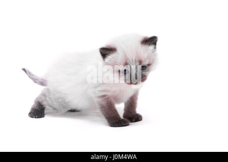 Siamese gattino con gli occhi blu guarda giù su sfondo bianco. Isolato su sfondo bianco. Foto Stock