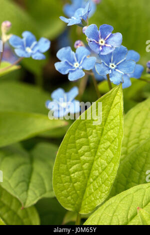 Blue eyed Mary, Omphalodes verna, Navelwort strisciante dimenticare-Me-non Foto Stock