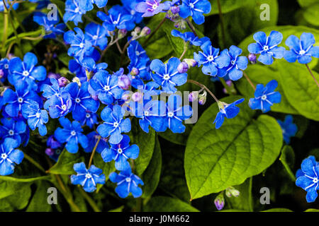 Omphalodes verna Blue eyed Mary Nevelwort April Flowers Foto Stock