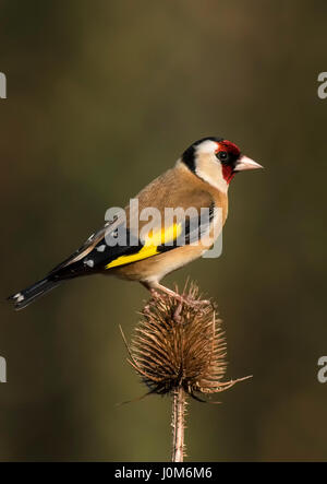 Cardellino appollaiato su Teasel Foto Stock