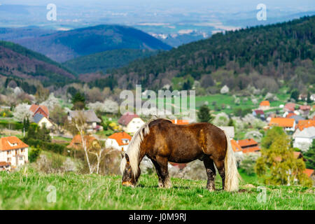 Brabancon cavallo belga sul terreno coltivabile pascolo, Alsazia, Francia Foto Stock