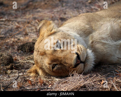 Leonessa di guardare direttamente la fotocamera Foto Stock