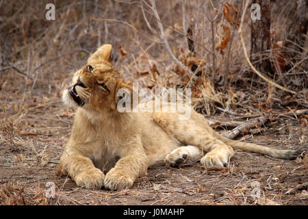 Lion Cub cercando di prendere un volo con la sua bocca Foto Stock