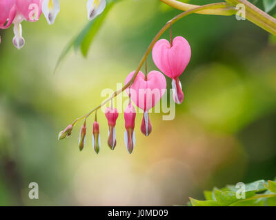 Fiori di Primavera serie, Spurgo cuore fiore, Dicentra spectabilis Foto Stock