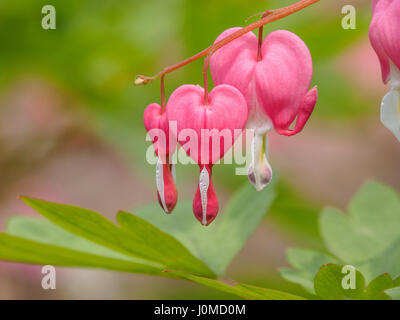 Fiori di Primavera serie, Spurgo cuore fiore, Dicentra spectabilis Foto Stock