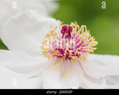 Fiori di Primavera serie, peonia bianca nel giardino. Foto Stock