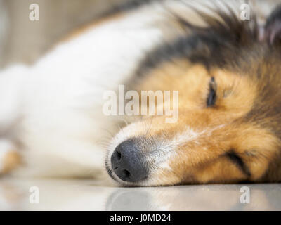 Close-up di viso carino sheepdog dormire su un lato (povero) con gli occhi chiusi, focus sul naso, la profondità di campo Foto Stock