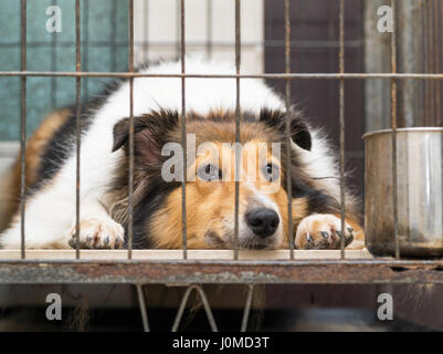 Cane in serie a gabbia--Shetland sheepdog Foto Stock