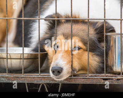 Cane in serie a gabbia--Shetland sheepdog Foto Stock