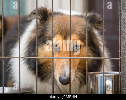 Cane in serie a gabbia--Shetland sheepdog Foto Stock