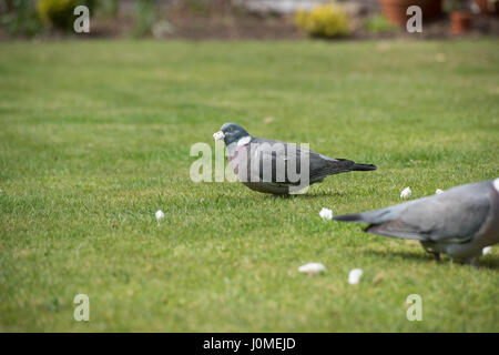 Colombaccio alimentando in giardino. Foto Stock