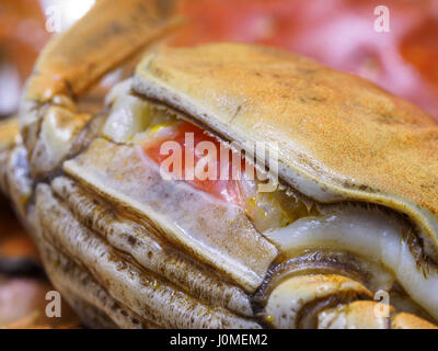 Macro di granchi pelosi, cucina cinese, autunno inverno delicatezza. Foto Stock