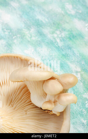 Funghi Oyster dettaglio sopra dipinta sullo sfondo tessili. Vista aerea con copia spazio. Foto Stock