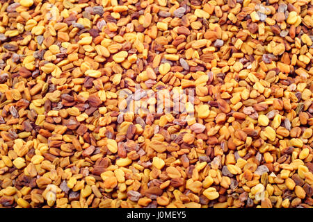 Fenugreek (Trigonella foenum-graecum) semi. Close-up, full frame. Foto Stock