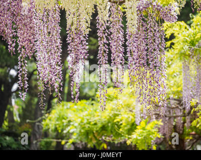 Fiori di Primavera serie, pergolato di glicine in giardino Foto Stock