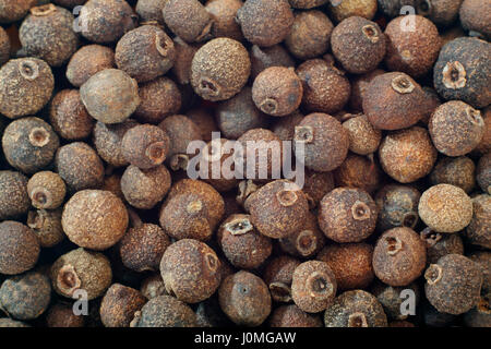 Pepe della Giamaica (Pimenta dioica) bacche vicino. Full frame shoot. Foto Stock