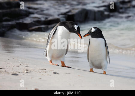 Pinguino Gentoo su più deprimente Isola Foto Stock