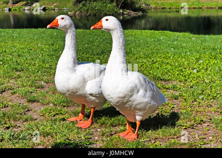 Due curiose gemelli goslings vicino al lago Foto Stock