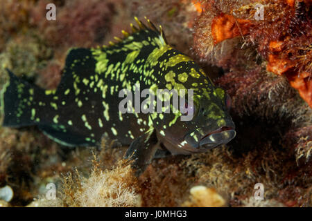 Epinephelus marginatus, il gruppo crepuscolo sul fondo del mare dell'isola di Mljet, il mare Adriatico Foto Stock