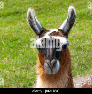 Close up di llama del viso. Foto Stock