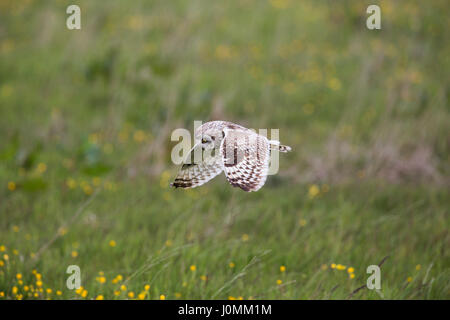 Breve Eared Owl; asio flammeus singolo in volo; Orcadi Scozia - UK Foto Stock