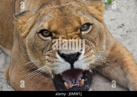 Close up ritratto della bella femmina matura leonessa africana, arrabbiato dentizione, ruggente e guardando la telecamera, ad alto angolo di visione Foto Stock