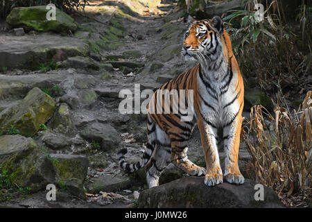 Una tigre siberiana (Amur tiger, Panthera tigris altaica) sorge allertato sulla roccia di pietra e si guarda a parte dalla fotocamera a basso angolo di visione Foto Stock