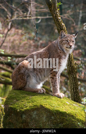 Close up profilo laterale Ritratto di giovane lince euroasiatica seduti sulla pietra falena nella foresta tra alberi, guardando la fotocamera a basso angolo di visione Foto Stock