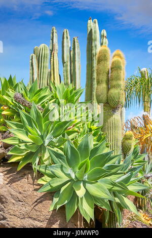 Il Giardino dei Cactus, Gran Canaria, Spagna Foto Stock