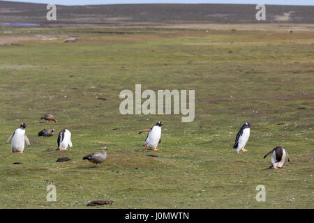 Pinguino Gentoo su più deprimente Isola, Isole Falkland Foto Stock