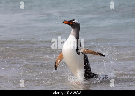 Pinguino Gentoo su più deprimente Isola, Isole Falkland Foto Stock