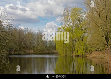 Stagno in 'Scheldemeersen' riserva naturale nelle Fiandre con salice piangente con fresche foglie a molla Foto Stock