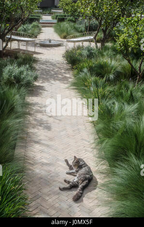 Marrakech giardino segreto gatto sul percorso Foto Stock