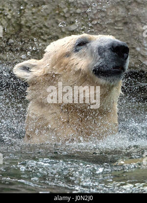 Monaco di Baviera, Germania. Il giorno 08 Febbraio, 2016. (FILE) · Un archivio foto, del 08.02.2016, mostra l'orso polare 'Yoghi' nuoto presso lo Zoo di Hellabrunn di Monaco di Baviera, Germania.(dal dpa 'Yoghi l'orso polare muore" da 14 Aprile 2017) Foto: Matthias esitano di fronte/dpa/Alamy Live News Foto Stock