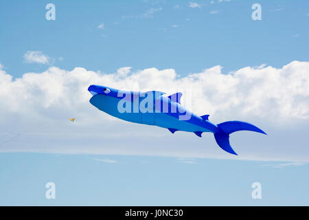 Semaforo, South Australia, Australia - 15 Aprile 2017: Flying Blue figura kite conformata come un squalo a Adelaide International Kite Festival. Credito: Sharon vuole/Alamy Live News Foto Stock