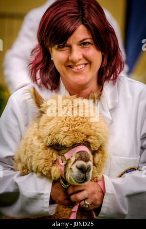 Lanark Scozia 15 Aprile 2017: la seconda scozzese Campionato di Alpaca, organizzato dalla Scottish Alpaca Group, ha avuto luogo sabato 15 aprile 2017 a Lanark asta mercato. La manifestazione ha avuto un record di ingresso 140 alpaca essendo mostrato e giudicato. Un alpaca nel mostrare l'anello con il gestore. Credito: Andrew Wilson/Alamy Live News Foto Stock