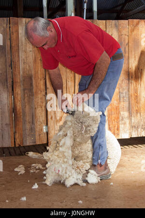 Uomo che indossa camicia rossa & jeans la tosatura delle pecore contro legno marrone parete del capannone di taglio nel NSW Australia Foto Stock