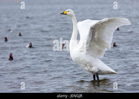 Whooper Swan, Cygnus cygnus, sbattimenti ali e anatre - Comune, Pochard Aythya ferina a Welney Wetland Centre, Norfolk, Regno Unito Foto Stock