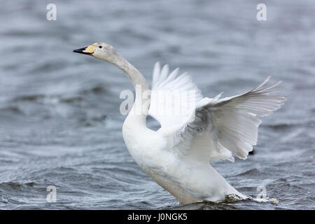 Whooper Swan, Cygnus cygnus sbattimenti ali in corrispondenza Welney Wetland Centre, Norfolk, Regno Unito Foto Stock