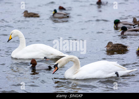 Whooper Swan, Cygnus cygnus e Cigno, Cygnus olor, con Pochard e le anatre bastarde, a Welney Wetland Centre, Norfolk, Regno Unito Foto Stock