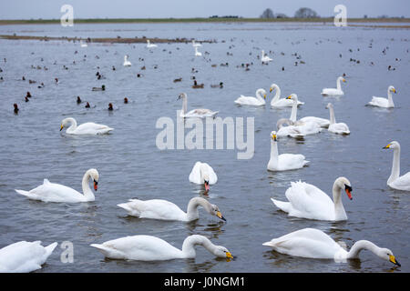 Gruppo di Whooper cigni, Cygnus cygnus e cigni, Cygnus olor, lago di scena alcuni alimentare a Welney Wetland Centre, Norfolk, Regno Unito Foto Stock