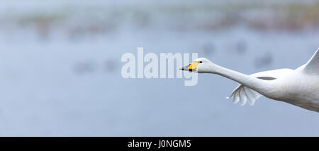 Whooper Swan, Cygnus cygnus, in volo a Welney Wetland Centre, Norfolk, Regno Unito Foto Stock