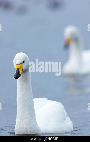 Whooper Swan, Cygnus cygnus, chiudere fino a Welney Wetland Centre, Norfolk, Regno Unito Foto Stock