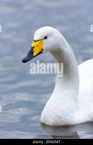 Whooper Swan, Cygnus cygnus, chiudere fino a Welney Wetland Centre, Norfolk, Regno Unito Foto Stock