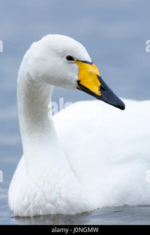 Whooper Swan, Cygnus cygnus, chiudere fino a Welney Wetland Centre, Norfolk, Regno Unito Foto Stock
