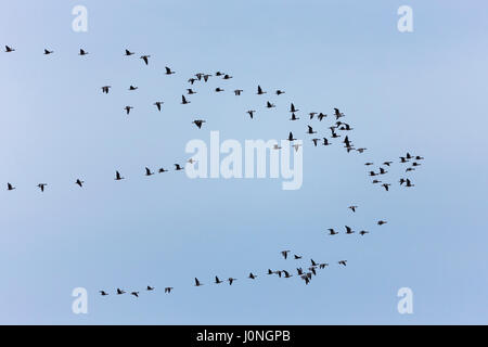 Caccia alle oche - grande lflock di Brent Oche, Branta bernicla, uccelli migratori in volo su zone umide in North Norfolk, Regno Unito Foto Stock